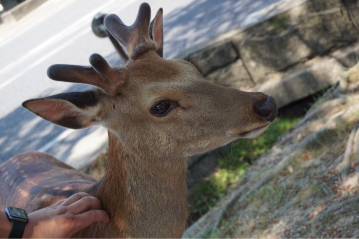 Japan: Osaka & Nara {Pt.&nbsp;2}